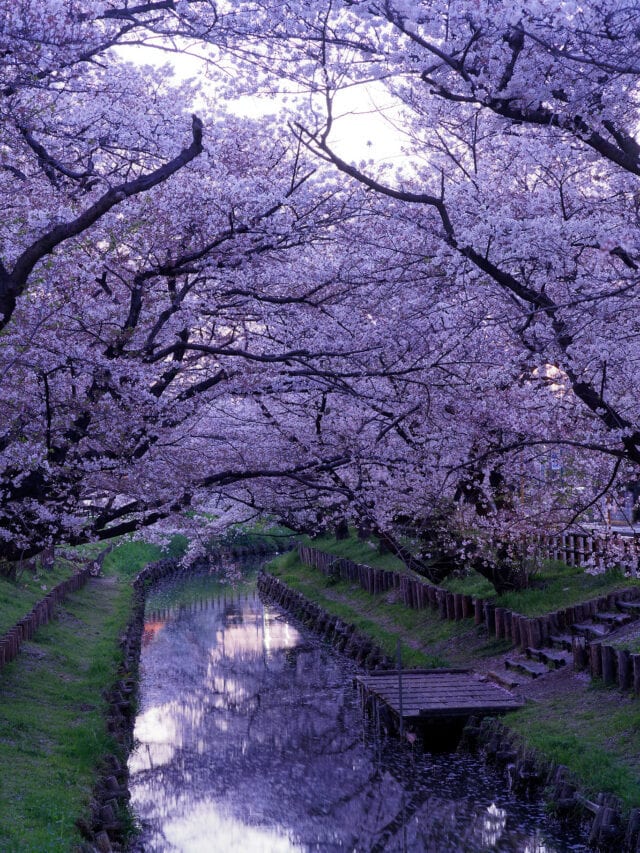 Cherry Blossoms at Dusk, Tokyo